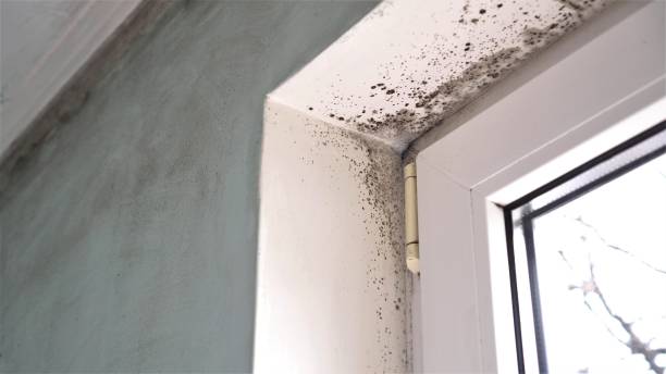 Mold Removal Process in Country Club Hills, MO